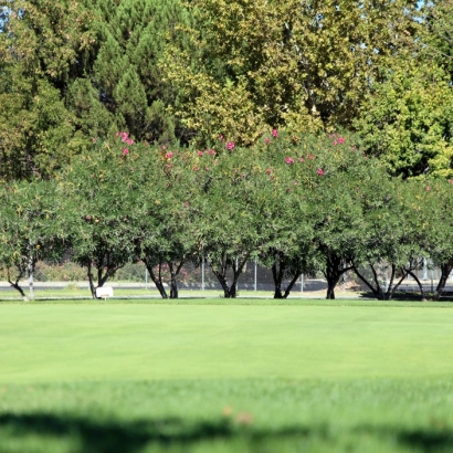 Turf Grass Stevinson, California Garden Ideas