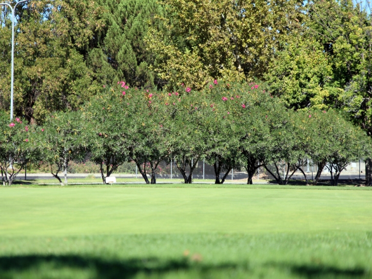 Turf Grass Stevinson, California Garden Ideas